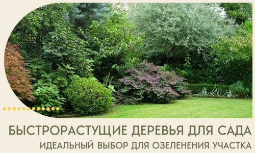 Быстрорастущие деревья для сада идеальный выбор в Мегионе