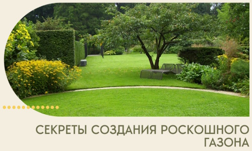Секреты создания роскошного газона в Мегионе